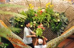 Lovely tulips of Amsterdam at Changi Airport  - 10