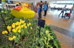 Lovely tulips of Amsterdam at Changi Airport  - 12