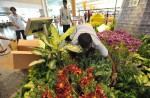 Lovely tulips of Amsterdam at Changi Airport  - 14