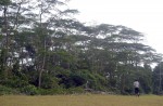 Makeshift 'jungle brothels' found near Punggol park - 2