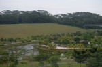 Makeshift 'jungle brothels' found near Punggol park - 9