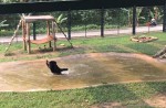 Bear jumps for joy months after being rescued from bile farm - 1