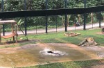 Bear jumps for joy months after being rescued from bile farm - 4