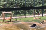 Bear jumps for joy months after being rescued from bile farm - 3