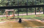 Bear jumps for joy months after being rescued from bile farm - 2