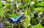 Butterfly sanctuary to open at Science Centre Singapore on Saturday - 1