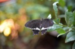 Butterfly sanctuary to open at Science Centre Singapore on Saturday - 2