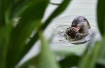 Otters in Singapore - 10