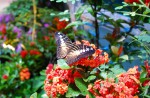 Butterfly sanctuary to open at Science Centre Singapore on Saturday - 0