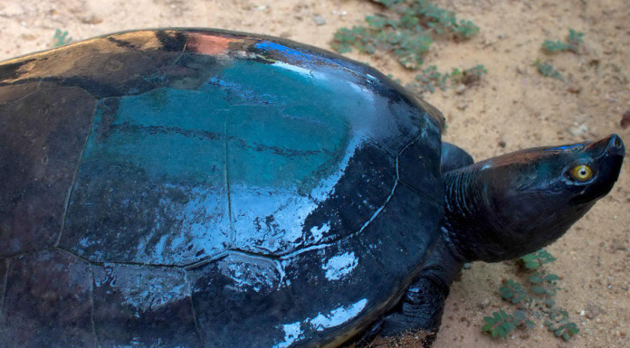 Cambodia's last Royal Turtles on verge of extinction