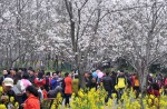 Chinese tourists kick and climb cherry blossom trees to snap photos  - 7