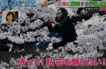 Chinese tourists grab and break Japanese cherry blossom trees to take pictures - 0