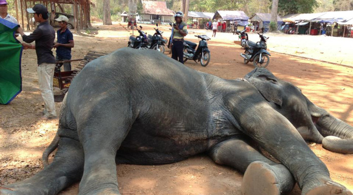 Elephant collapses and dies after carrying tourists at Cambodia's Angkor Wat