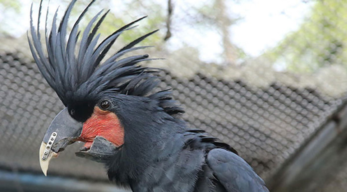 Parrot fitted with printed beak