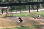 Bear jumps for joy months after being rescued from bile farm - 5