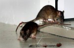 Rats living the 'high life' in Choa Chu Kang - 10