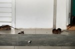 Rats living the 'high life' in Choa Chu Kang - 12