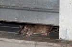 Rats living the 'high life' in Choa Chu Kang - 13