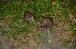 Rats living the 'high life' in Choa Chu Kang - 70