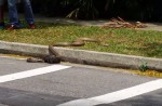 Caught on camera: Python vs cobra fight in NTU - 2