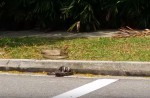 Caught on camera: Python vs cobra fight in NTU - 5