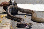 Caught on camera: Python vs cobra fight in NTU - 8