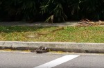 Caught on camera: Python vs cobra fight in NTU - 7