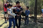 Peacocks die of fright after feathers plucked by Chinese tourists - 2