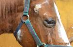 Gallop Stable on trial for alleged animal cruelty - 6