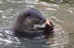 Otters in Singapore - 4