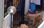 Man kicks, punches dog in Loyang Green home - 9