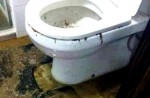 Python in toilet bowl bites woman - 2