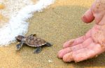 Turtle haven - 3