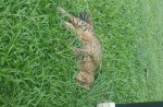 Cats found dead in Yishun and other parts of Singapore - 8