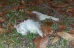 Cats found dead in Yishun and other parts of Singapore - 24