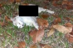 Cats found dead in Yishun and other parts of Singapore - 34