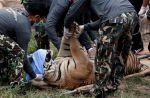 Thai officials continues removal of tigers from controversial temple - 8