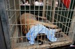 Thai officials continues removal of tigers from controversial temple - 11