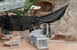 Thai officials continues removal of tigers from controversial temple - 10