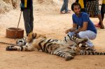 Thai officials continues removal of tigers from controversial temple - 12