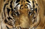 Thai officials continues removal of tigers from controversial temple - 15