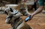 Thai officials continues removal of tigers from controversial temple - 16