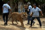 Thai officials continues removal of tigers from controversial temple - 17