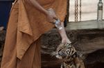Thai officials continues removal of tigers from controversial temple - 19