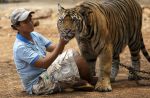 Thai officials continues removal of tigers from controversial temple - 18