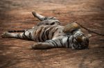 Thai officials continues removal of tigers from controversial temple - 25