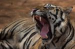 Thai officials continues removal of tigers from controversial temple - 26