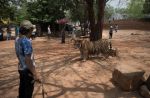 Thai officials continues removal of tigers from controversial temple - 29