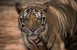 Thai officials continues removal of tigers from controversial temple - 30