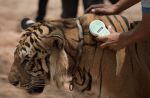 Thai officials continues removal of tigers from controversial temple - 34